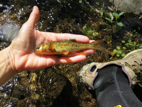 A hand holding up a fish 