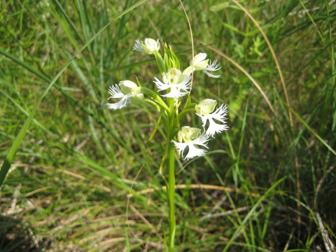 Eastern Prairie Fringed Orchid