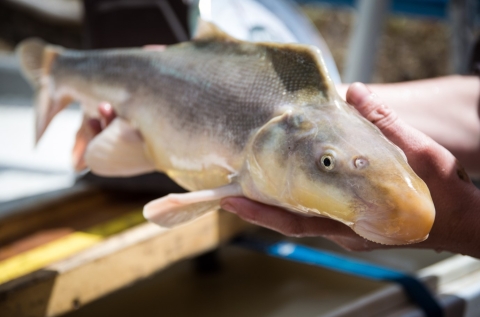 A person holds a razorback sucker with both hands