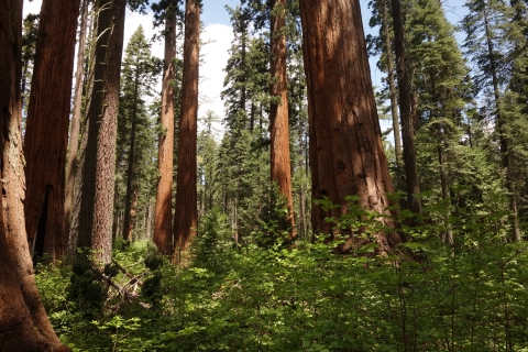 A forest and large trees
