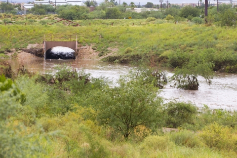 An overflowing river surrounded by vegetation