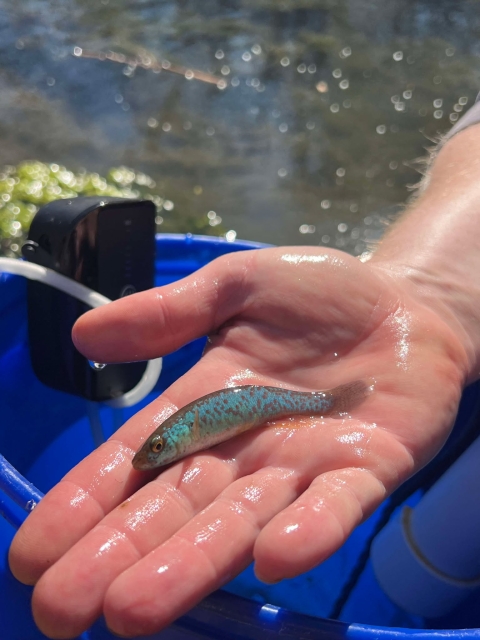 Bright blue Barrens topminnow male in hand