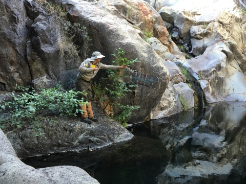 A staff member standing on a rock by a river setting a trap