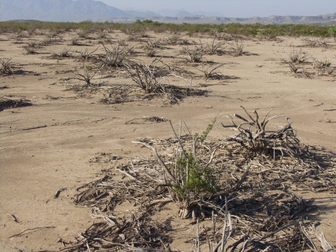 A dry grassland with some shrubs