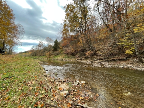 A serene stream flows through a landscape surrounded by various trees, with grass and autumn leaves scattered along the banks. The sky is partially cloudy, adding to the natural beauty of the scene.