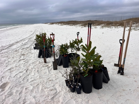 Plants and tools along the beach.
