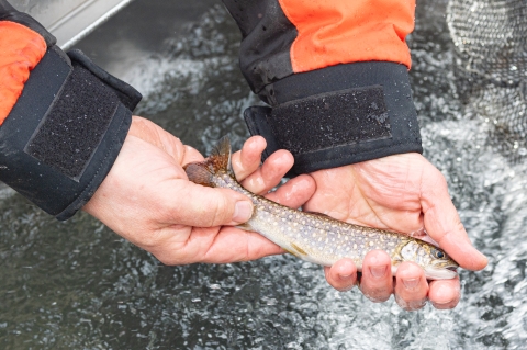 two hands hold a small, spotted fish over water