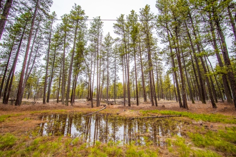 A vernal wetland at Turnbull NWR
