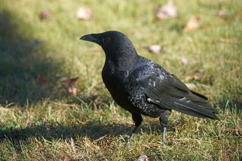 American crow in the grass