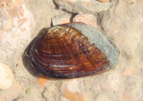 A deep brown mussel with a vertical stripe of crusty green sits on a sandy shore.