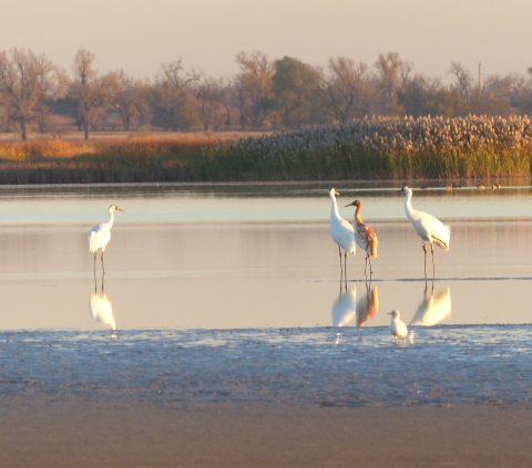 Adult and juvenile whooping cranes stand in a shallow wetland. 