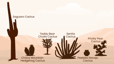 Silhouettes of cacti found in the American Southwest. From left to right, the silhouettes are: saguaro cactus, Chisos Mountain hedgehog cactus, teddy bear cholla cactus, senita cactus, Peebles Navajo cactus, and prickly pear cactus. Text labels the cactus.
