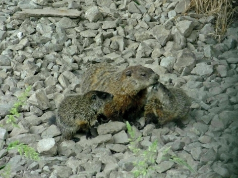 A mother groundhog sits close to her two pups on rocky substrate.