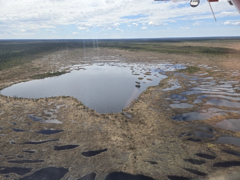 sphagnum bogs (aka muskeg)