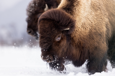 A wood bison in winter.