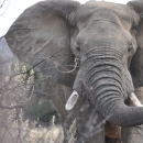 Facial close-up of African savanna elephant with natural habitat in background