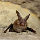 A small brown bat with large ears sits on a rock