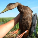 Banded black duck