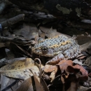 Adult gopher frog in leaf litter
