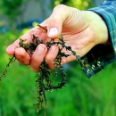 Stringy green vegetation being held in a person's hand