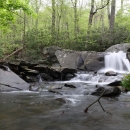 Water rushes over a small waterfall on a rocky riverbed through a forest of laurel shrubs and mixed hardwood trees.