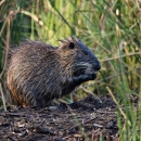 A furry, beaver-like animal perches in the mud of a coastal wetland. It uses its paws to gather marsh grass roots to eat.