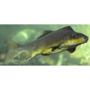 Green humpbacked sucker fish