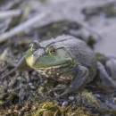 American bullfrog sitting atop wetland vegetation.