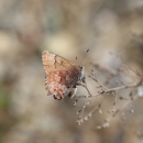 Silvery brown butterfly perched on a stem