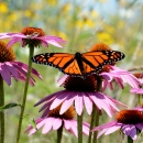 Monarch butterfly on purple coneflower