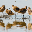 A group of wading birds with long, straight bills stand in shallow water. Their reflection appears in the water in front of them.