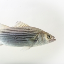 A striped bass swims against a white background. The fish has defined horizontal black stripes along its body.