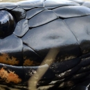 Closeup of an Indigo snake the longest snake native to the U.S.