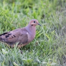 Mourning Doves in grass