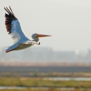 White pelican flying over a marsh with a city in the background.