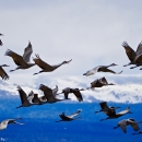 Flock of sandhill cranes flying across the sky.