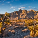 Joshua tree and mojave yucca plants in the foreground; mountains rising in the background