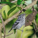 A small bird with grey and white feathers, perched on a tree branch.