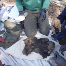Six Mexican wolf pups are mixed together on a towel before going into a wild den