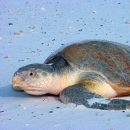 A greenish brown sea turtle laying on the beach