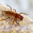 An adult comal springs dryopid beetle resting on a smooth rock underwater