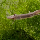 Barton Springs Salamander