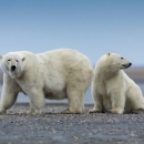 Two large white bears along the coast.