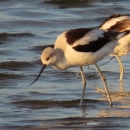 2 long-legged, black & white wading American Avocets with long-up-curved bill