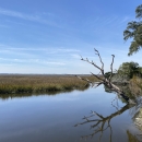 Salt marsh with stream