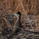 A ground bird with a large crest, yellow-and-black eye, large dark bill, and streaked back looks over it's shoulder. 