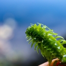 piece of healthy Elodea (bright green aquatic plant with leaves in whorls of 3/4)