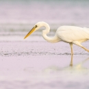 This is a list of birds with commonality listed by season.