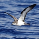 A Hawaiian petrel flies above the ocean