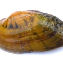 the shell of a freshwater mussel
